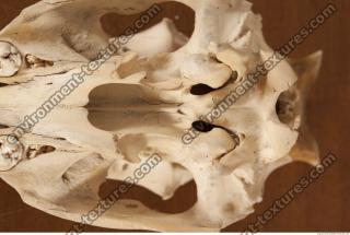 photo reference of skull 0055